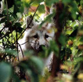 photo loup